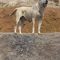 سگ ماده سرابی توله کشی|سگ|تربت‌حیدریه, بهزیستی|دیوار