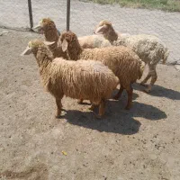 چهار عدد بره ماده