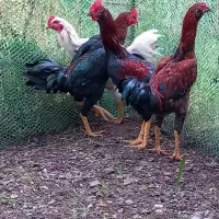 خروس دورگ لاری