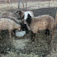 میش .بره ماده داشتی