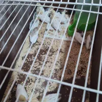 بلدرچین مینیاتوری|پرنده|قائن, |دیوار