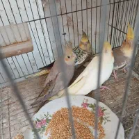 عروس هلندی دستی