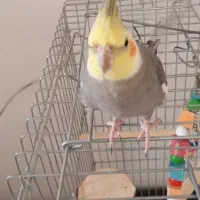 عروس هلندی بالغ نر با وسایل|پرنده|ابریشم, |دیوار