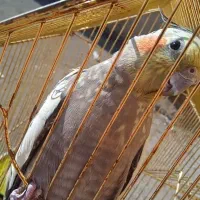 پرنده عروس هلندی|پرنده|فردیس, شهرک ارم|دیوار