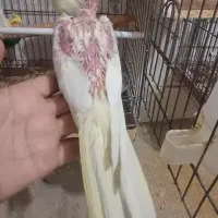 عروس هلندی|پرنده|قم, شهرک توانیر|دیوار