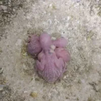 رنگ خاص مرغ عشق با جوجه