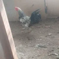 خروس|حیوانات مزرعه|تهران, نیروی هوایی (پیروزی)|دیوار