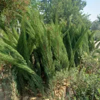 سرو شیراز|گل و گیاه طبیعی|تهران, پردیسان|دیوار