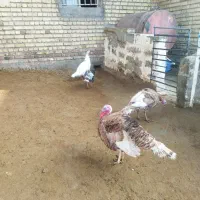 چهار عدد بوقلمو دوتا نر دوتا ماده|حیوانات مزرعه|ماهیدشت, |دیوار