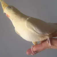 پرنده فروشی|پرنده|دماوند, دماوند|دیوار