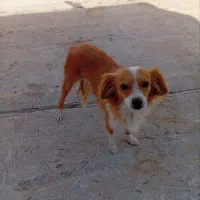 سگ دستی|سگ|برخوار, |دیوار