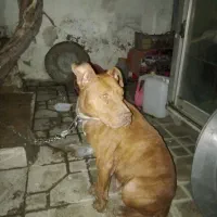 سگ پیت بول ماده|سگ|اسلام‌شهر, شهرک توحید|دیوار