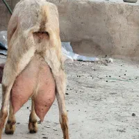 بز نجدی|حیوانات مزرعه|برخوار, |دیوار