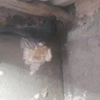 کفتر|پرنده|تربت‌حیدریه, پائین ولایت|دیوار