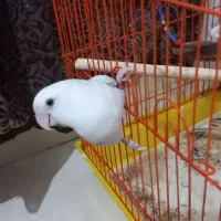 عروس هلندی (کوتوله ی برزیلی)|پرنده|بندرعباس, |دیوار