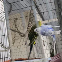 مرغ عشق خوش رنگ