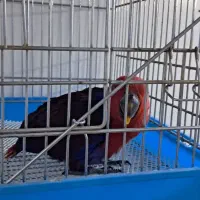 طوطی اکلکتوس نر و ماده|پرنده|تهران, مجیدآباد|دیوار