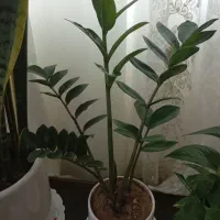 گل طبیعی آلیرام