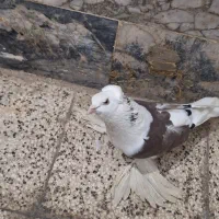 کبوتر پاپر کله قنار