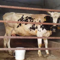 گاو گو ساله نر 17کیلو شیر