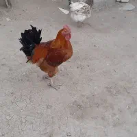 خروس محلی|حیوانات مزرعه|اسلام‌‌آباد غرب, |دیوار