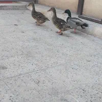 مرغ آبی|حیوانات مزرعه|پاکدشت, پاکدشت (مامازند)|دیوار