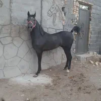 کره نر ومادیان