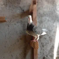 ماده مسافتی سرعتی