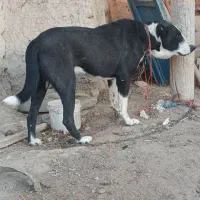 سگ گله و نگهبان|سگ|رزن, |دیوار