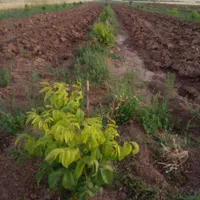 فروش ۱ و نیم هکتار آبی|فروش دفتر صنعتی، کشاورزی، تجاری|اسلام‌‌آباد غرب, |دیوار