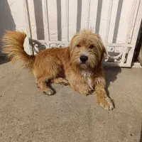 سگ در شهر پرند پیدا شده