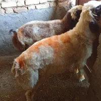 بره نردرجه یک