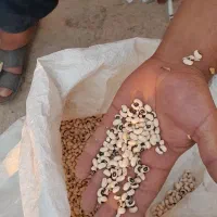 لوبیا چشم بلبلی|عمده‌فروشی|کارون, |دیوار