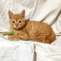 گربه نارنجی