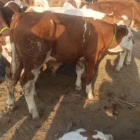 گوساله اصیل پرواری|حیوانات مزرعه|تهران, هفده شهریور|دیوار