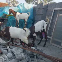 سه عدد کهر فروشی