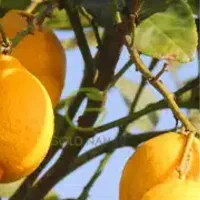 چوب بری و خرید چوب