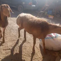 بره و بزغاله نر سربیشه|حیوانات مزرعه|بیرجند, |دیوار