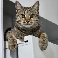 واگذاری گربه