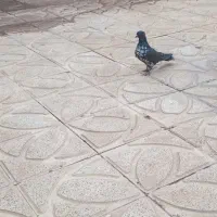 کبوتر پرشی اصیل نسل دار واکسن خورده ماده