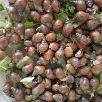 به علت تکثیر زیاد