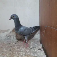 ۶ تا جوجه سار