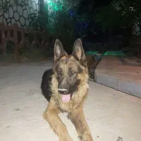 سگ ژرمن نر|سگ|مشهد, کلاکوب|دیوار