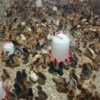 جوجه مرغ یک هفته ای|حیوانات مزرعه|سبزوار, قاضی زاد|دیوار