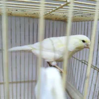 فروش قناری ماده