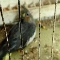 عروس پاریس هلندی سرلاکی|پرنده|باوی, |دیوار