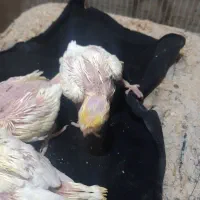 عروس هلندی سرلاکی|پرنده|رشتخوار, |دیوار