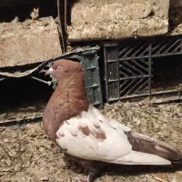 سینه سیاه ب ضمانت تخم وجوجه