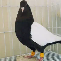 کفتر سینه تافته ای.... سینه سیاه|پرنده|شیراز, سینما سعدی|دیوار