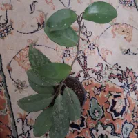 گلهای آپارتمانی زیبا وسالم